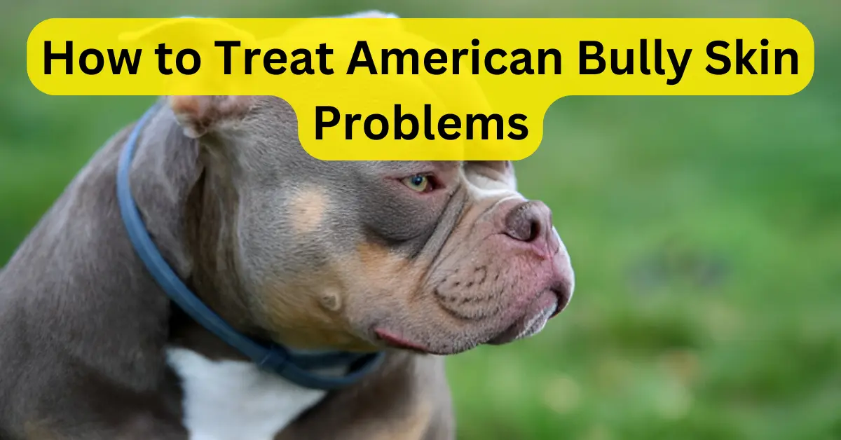 How to Treat American Bully Skin Problems